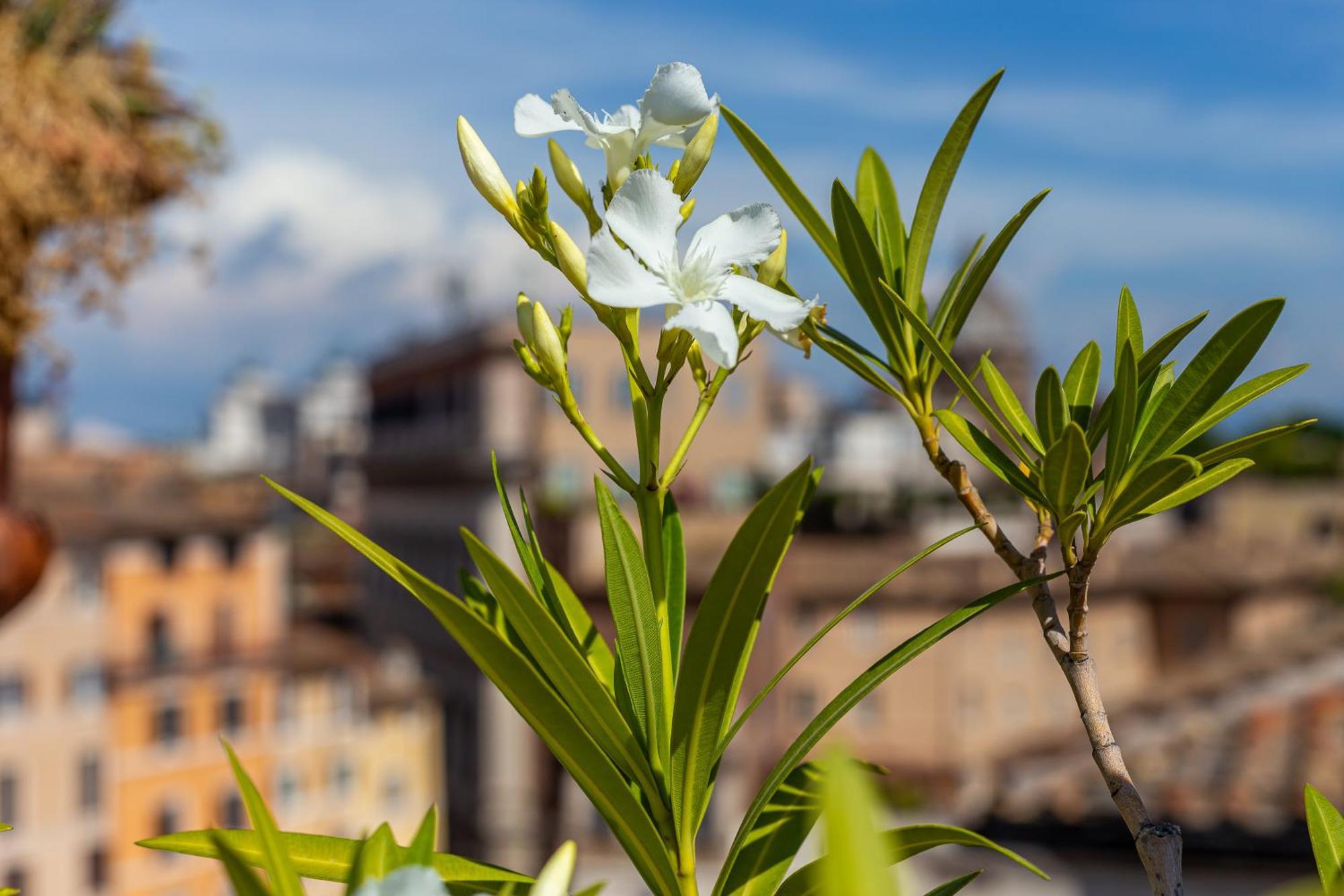 Iflat Campo De' Fiori Panoramic Penthouse Appartement Rome